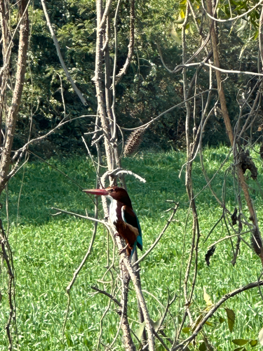 White-throated Kingfisher