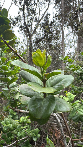Santalum paniculatum observed 2026-04-08