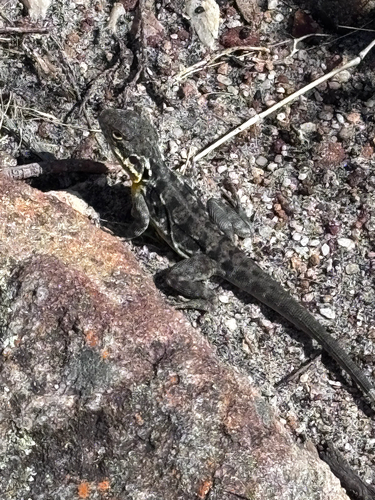 Peninsula Rock Dragon