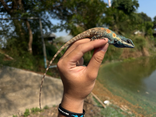 Siamese Blue Crested Lizard