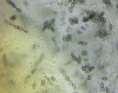 Camaropella pugillus