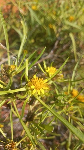 Common Vomitdaisy