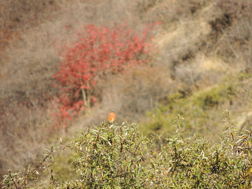 Ala Shan Redstart
