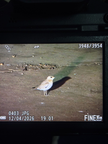 Small Pratincole