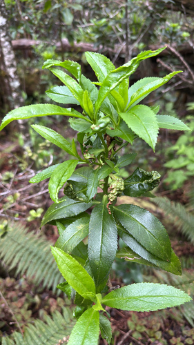 Myoporum sandwicense observed 2026-04-08