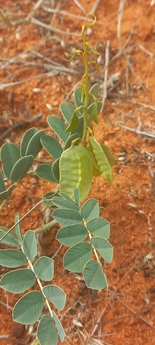 Eland's Pea