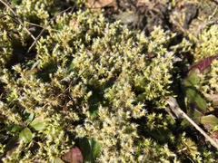 Racomitrium canescens