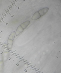 Lophiostoma vicinellum