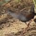 Spotless Crake - Photo (c) Leo, some rights reserved (CC BY-NC-SA)