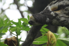 Bradypus tridactylus