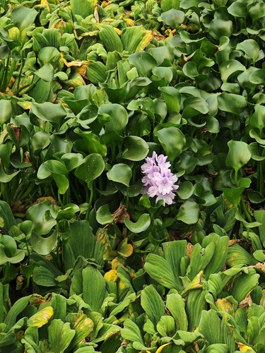 common water hyacinth