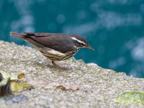 Louisiana Waterthrush