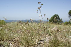 Trinia biebersteinii