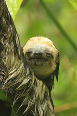 Bradypus tridactylus