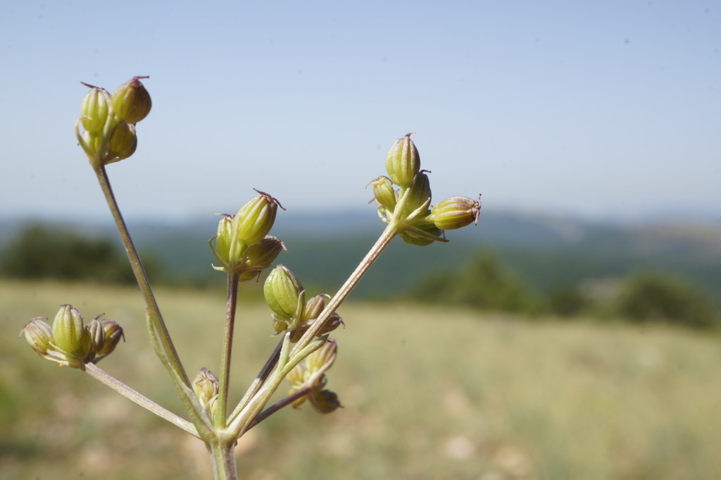 Trinia biebersteinii