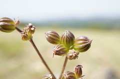 Trinia biebersteinii