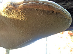 Fomes fomentarius