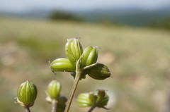 Trinia biebersteinii