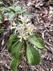 Pachysandra