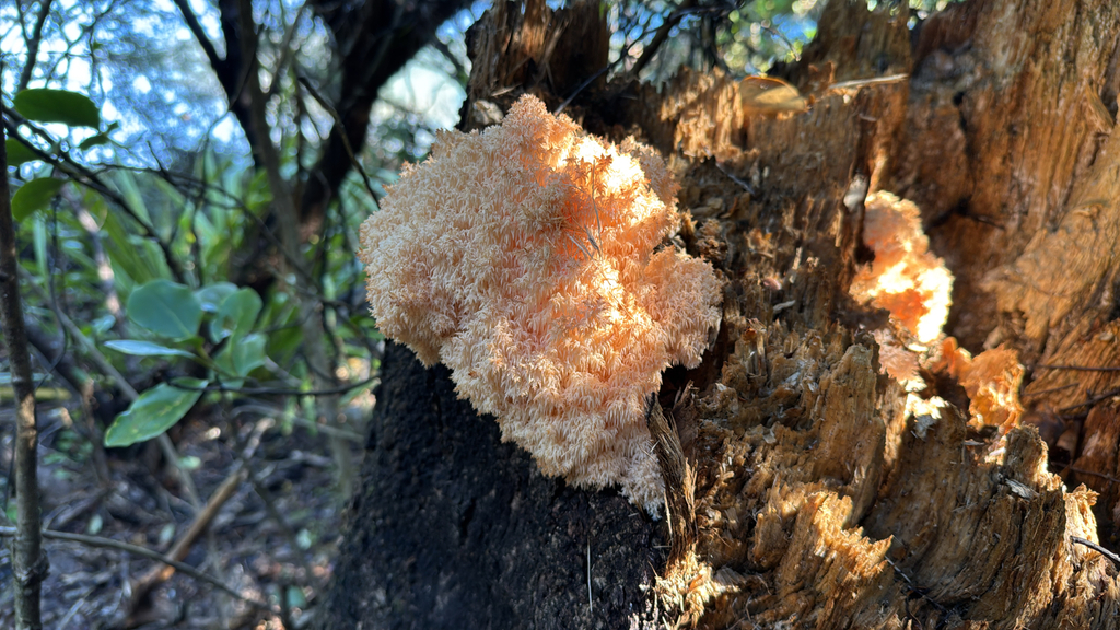Hericium novae-zealandiae · April 2026 · photo: © duaneg (iNaturalist, cc-by)