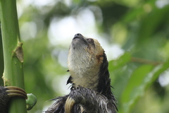 Bradypus tridactylus