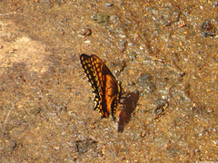 Papilio polyxenes americus
