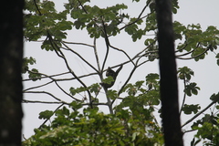 Bradypus tridactylus