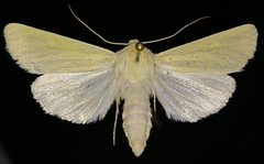 Copablepharon grandis