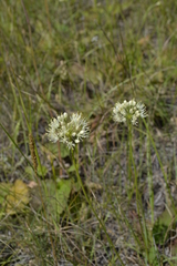 Allium flavescens