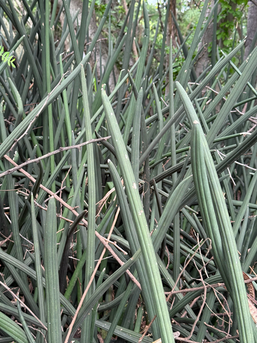 Dracaena angolensis observed 2026-04-12