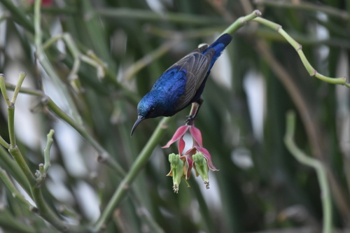 Purple Sunbird