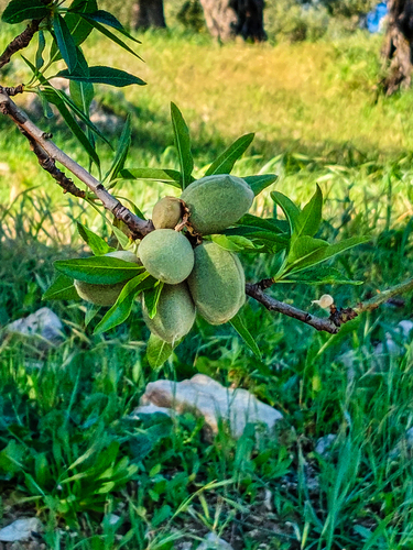 Avistamiento Almendro
