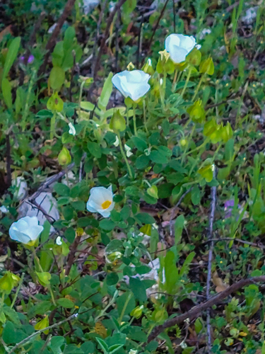 Avistamiento Cistus salviifolius