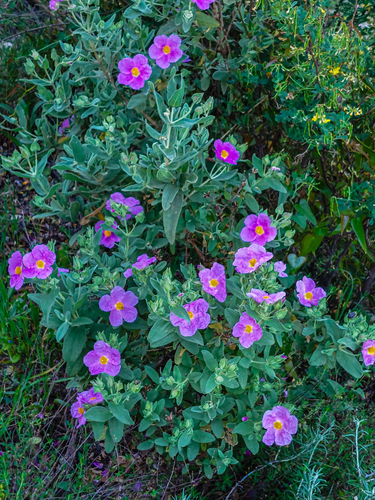 Avistamiento Cistus albidus