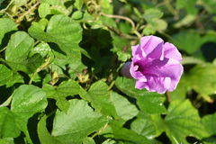 Ipomoea ficifolia, photograph (c) Andrew Gillespie, some rights reserved (CC BY)