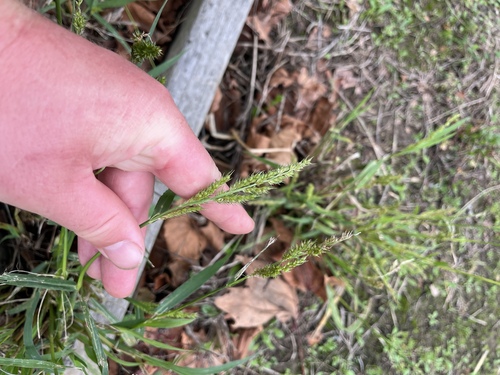Echinochloa crus-pavonis, 2026-04-13