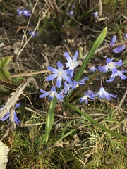 Scilla forbesii