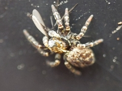 Pseudeuophrys erratica