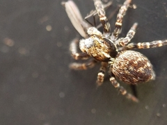 Pseudeuophrys erratica