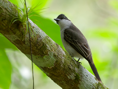 Loggerhead Kingbird