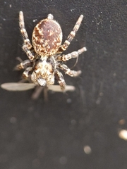 Pseudeuophrys erratica