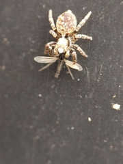 Pseudeuophrys erratica