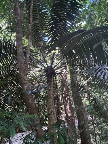 Lepidozamia hopei, photograph 6