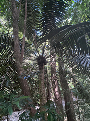 Lepidozamia hopei, photograph (c) PampaSorro, some rights reserved (CC BY)