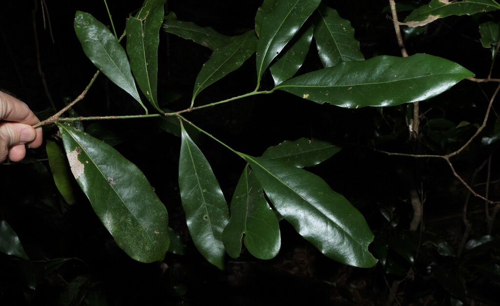 Endiandra compressa; photograph (c) Greg Tasney, some rights reserved (CC BY-SA)