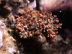 Phyllodesmium