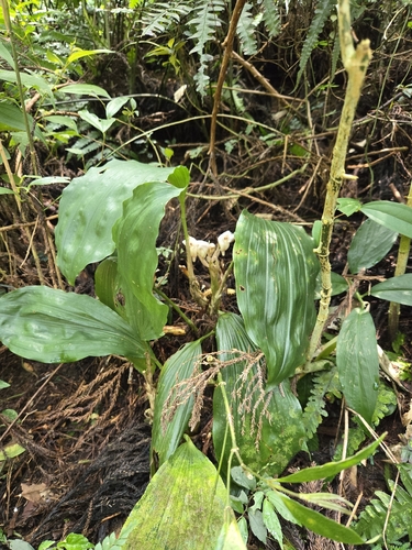 Striped jug flower orchid (Acanthophippium striatum)