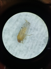 Craspedolepta suaedae