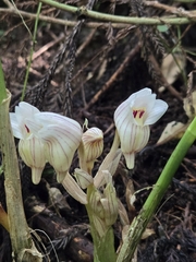 Acanthophippium striatum, photograph jimmy, CC BY, iNaturalist via GBIF