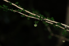 Phyllanthus microcladus, photograph (c) Greg Tasney, some rights reserved (CC BY-SA)